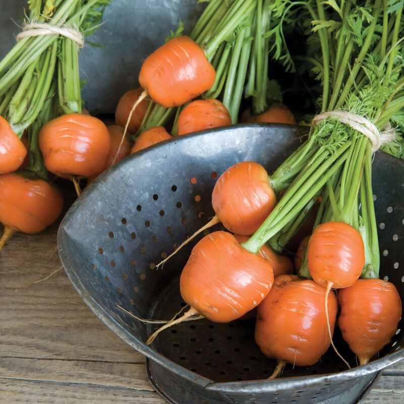 Parisian Market Carrot