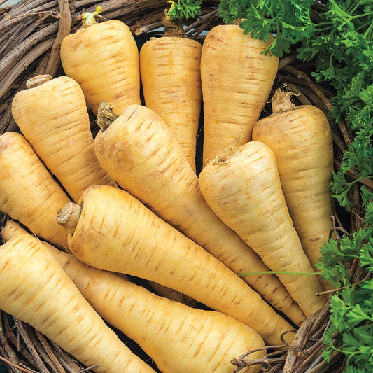 All American Parsnip