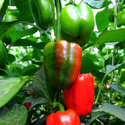 California Wonder Sweet Pepper