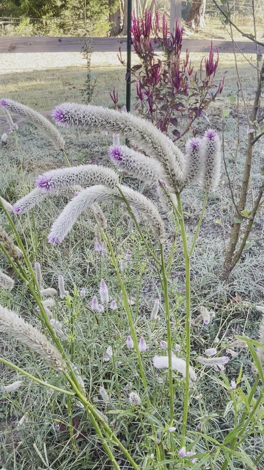 Celosia White Feathered