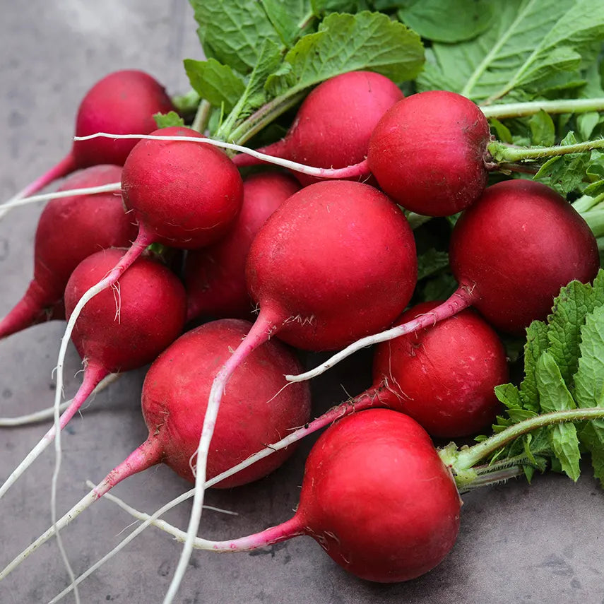 Early Scarlet Globe Radish