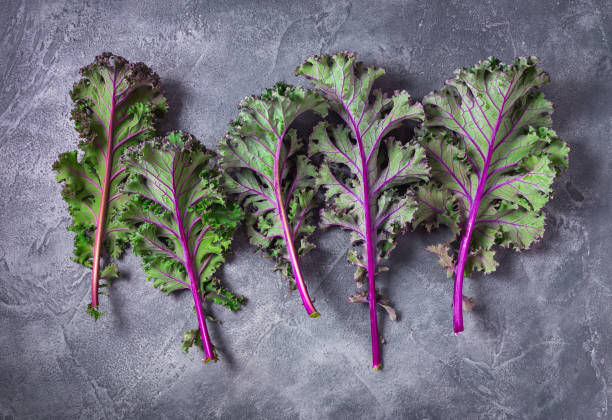 Red Russian Kale